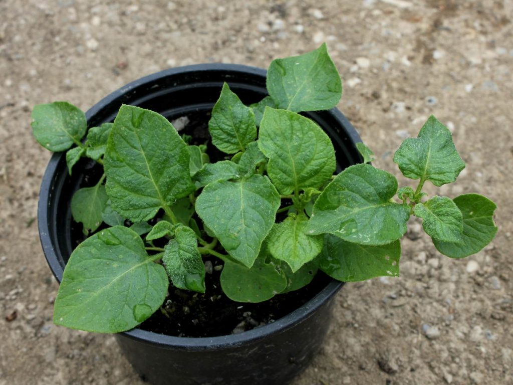 Potato seedlings in a pot