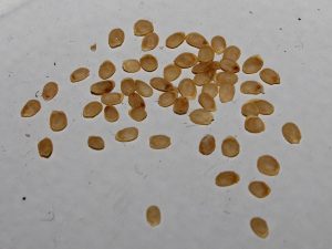 Potato seeds are rather small. They can be found in ripe potato fruits