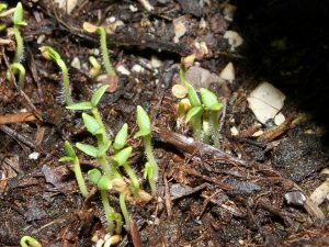 Cluster of tiny potato seedlings