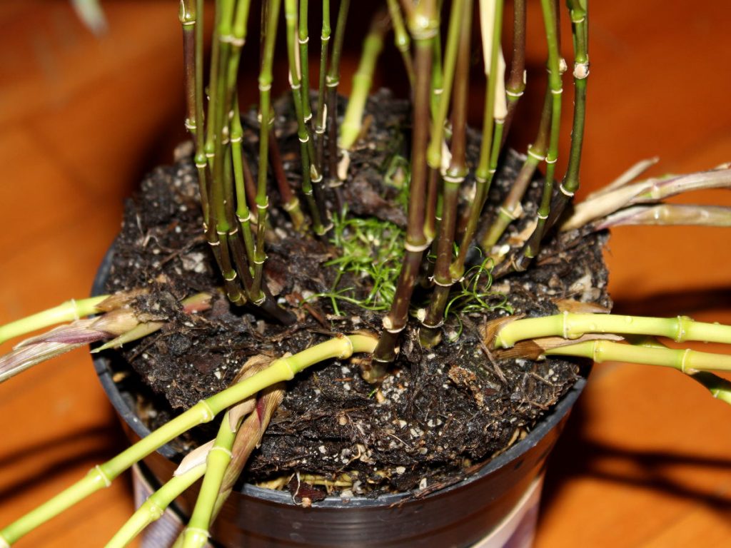 To force the rhizomes to turn into whip shoots, I started peeling off the sheaths as soon as they started drying