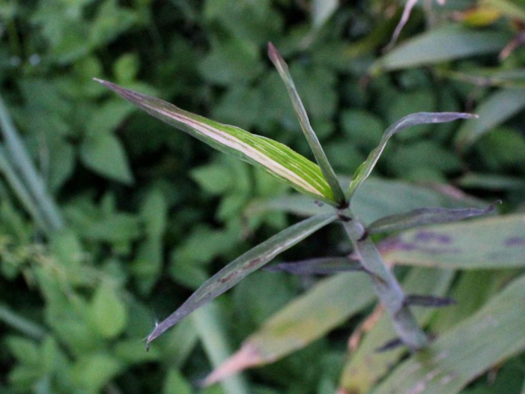 Shoot variegation on juvenile shoots