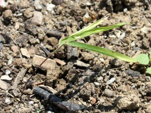 Damaged and weak seedling