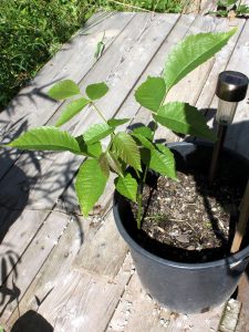 2 months old walnut seedling