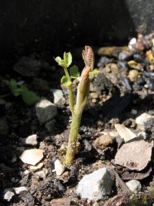 A couple of weeks old walnut sprout