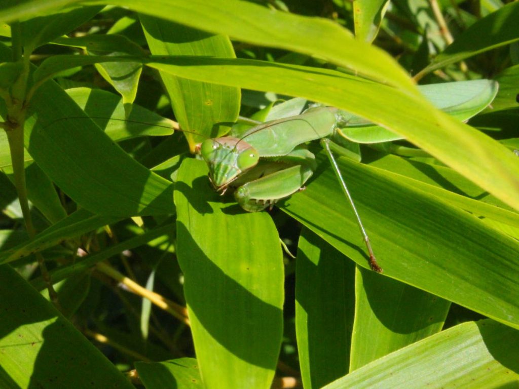 chinese-praying-mantis-babies-images