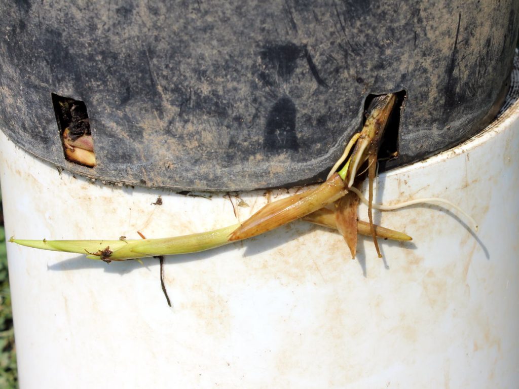 Rhizomes started escaping the pot