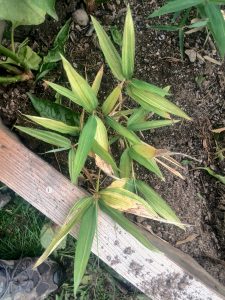 The largest variegated seedling