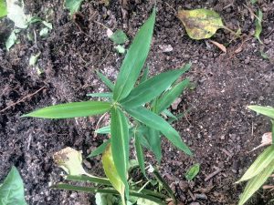 Dark green leaves