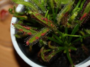 Feeding Drosera capensis