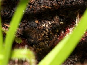 Aphid graveyard under the spider web