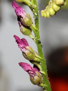 Aphids roaming around the flower stalk