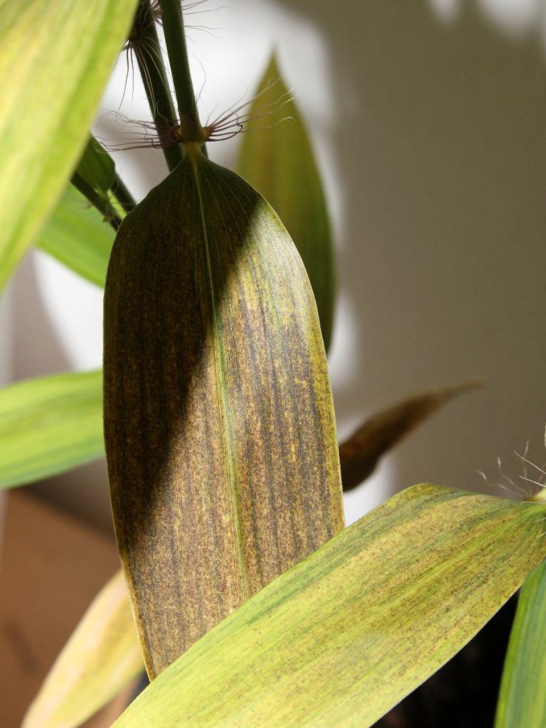 In the end, leaf becomes almost completely brown, turns yellow and falls off.