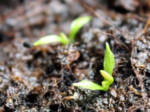 2 weeks old Dionaea seedling