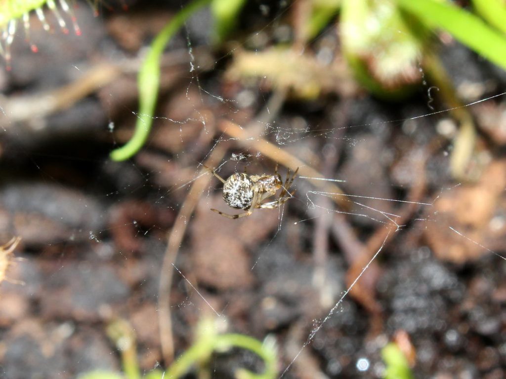 Drosera capensis can't catch small spider