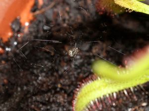 Competing for food with carnivorous plant