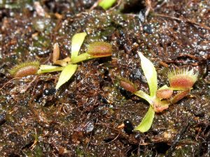 1 month old seedlings growing faster after the first feeding