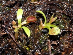 Hungry VFT seedlings