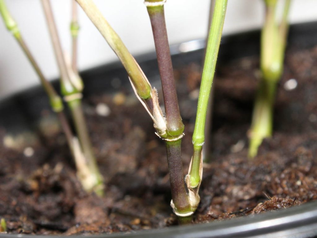 Second variegated seedling is greener