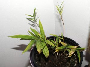 Seedling #1 became the weakest of three variegated seedlings