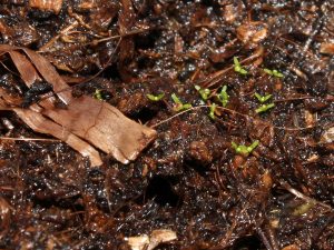 Seedlings 5 days after germination