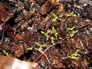 6 days old seedlings opening first traps