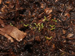 7 days old seedlings