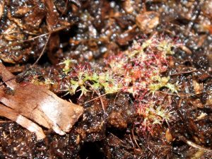 Carnage in the dense forest of sundews