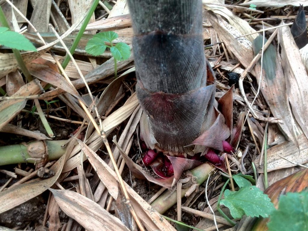 Large shoot with young anchor roots