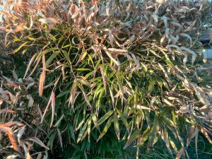 Top layer of leaves got burnt, leaves below remained protected