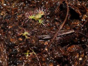 3 weeks old seedlings