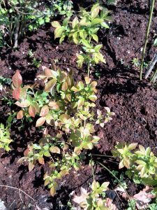 Seedlings at the beginning of their third growing season.