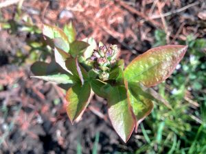 In early spring, buds started opening