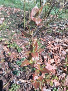 Young, nicely colored leaves