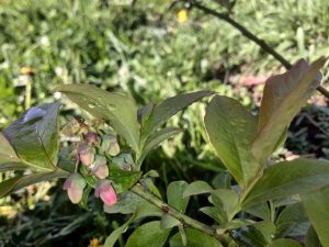 During third year, seedlings started flowering