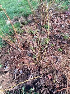 2 years old blueberry seedling during late winter