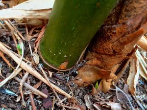 Some small survival shoots started to emerge