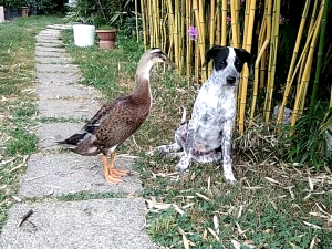 3 months old dog posing with young Indian runner drake