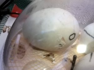 First duck egg externally pipped!