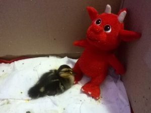 Dragon, duckling's best friend