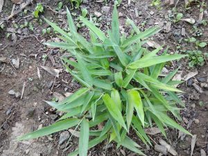 The dark green seedling lost it's variegation and stopped growing completely