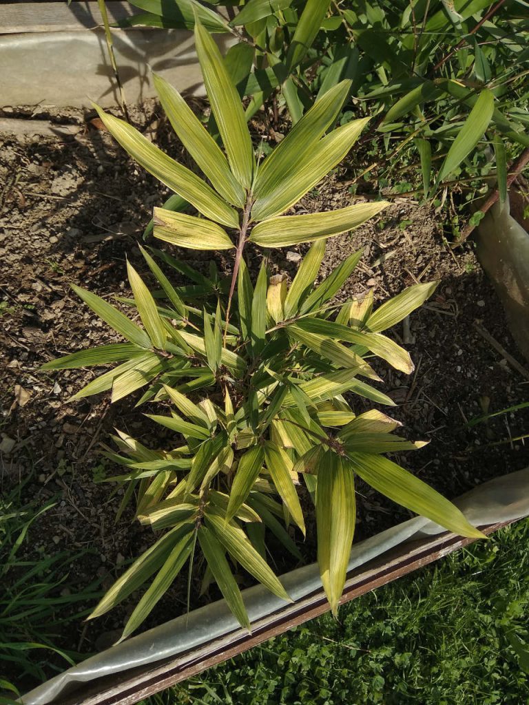 The first seedling remains the most variegated seedling I had ever grown