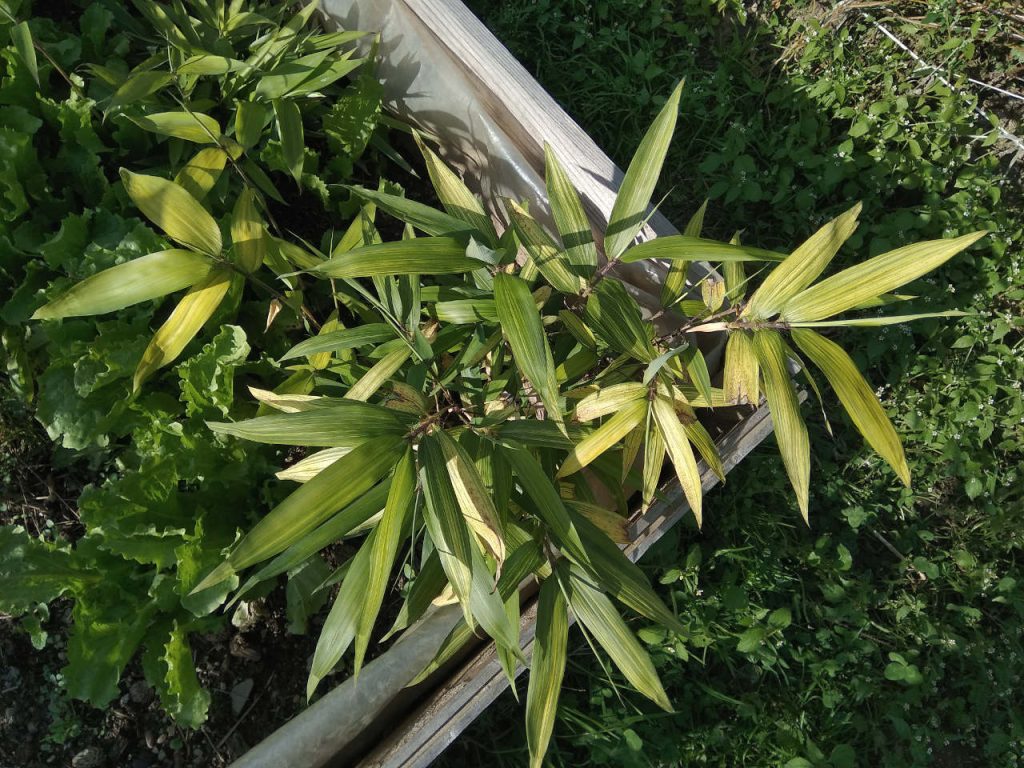 The second variegated seedling getting greener