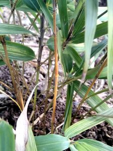 Does the culm finally seem orange? There are also other tiny culms of various ages. The orange one is now 2 years old