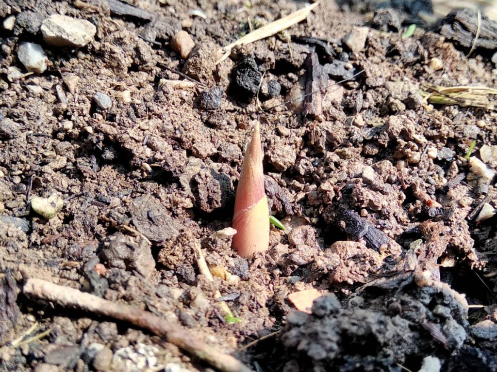 Pink shoot right after it emerged. Quite large compared to other shoots and last year's growth.