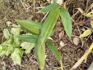 Interesting variegation on one of the culms