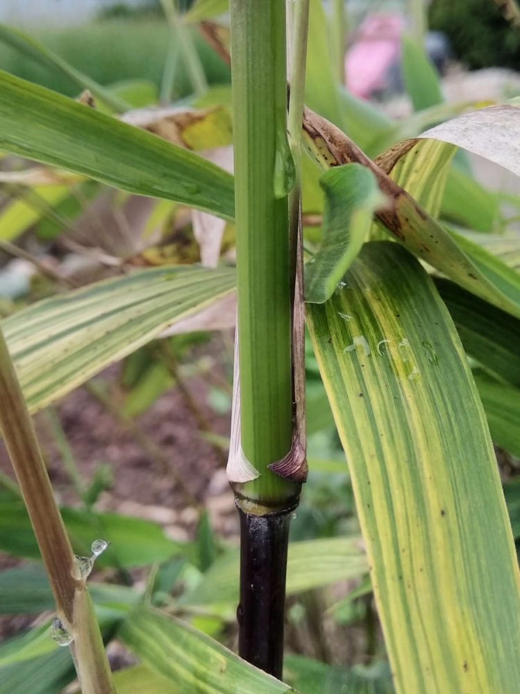 Dark green stripes on light green culm. Heavily sun tanned on sun exposed internode below.