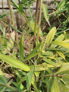 Pale green colored culms of first variegated seedling.