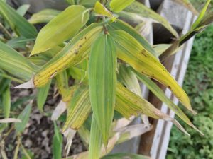 Bye-bye old damaged leaves, new leaves are emerging!