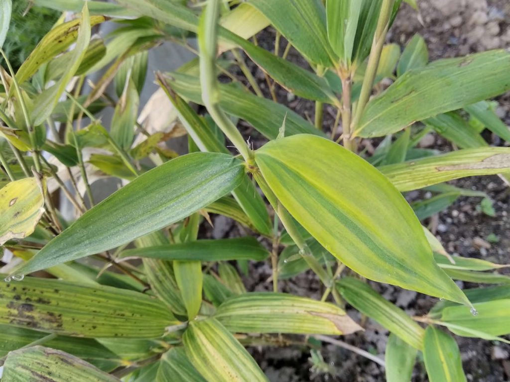 Fresh leaves emerging at last. See how the last leaf is lighter colored than the previous one?