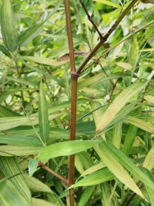 Brown tanned culm of the second seedling